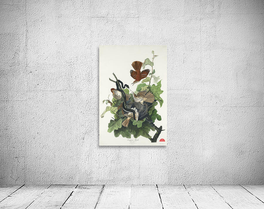 Ferruginous Thrush Wall Preview