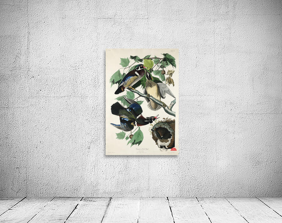 Summer or Wood Duck Wall Preview