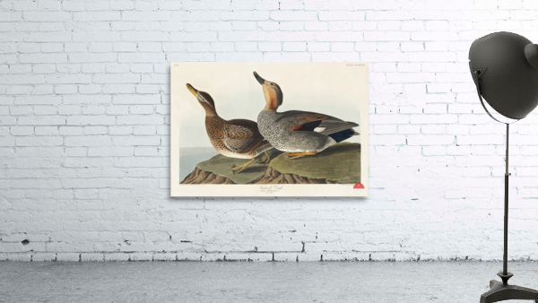 Gadwall Duck Wall Preview