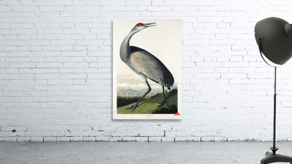 Hooping Crane Wall Preview