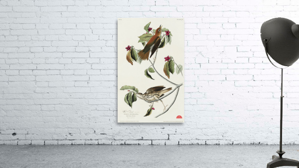 Wood Thrush Wall Preview