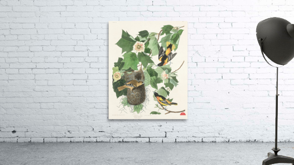 Baltimore Oriole Wall Preview