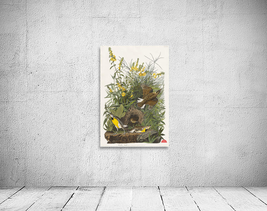 Meadow Lark Wall Preview