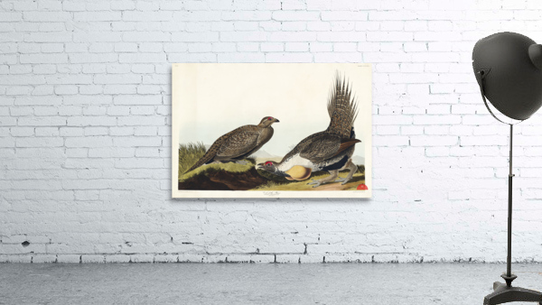 Cock of the Plains Wall Preview