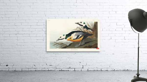 Western Duck Wall Preview