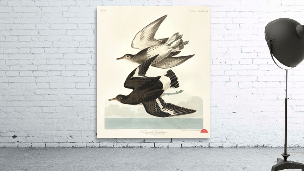 Townsends Sandpiper Wall Preview