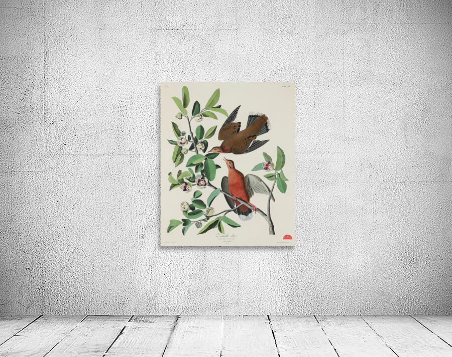 Lenaida Dove Wall Preview