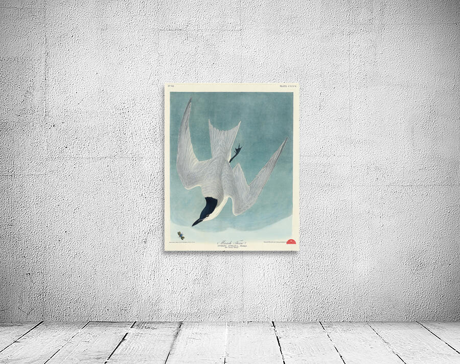 Lenaida Dove Wall Preview