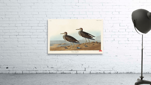 Pectoral Sandpiper Wall Preview