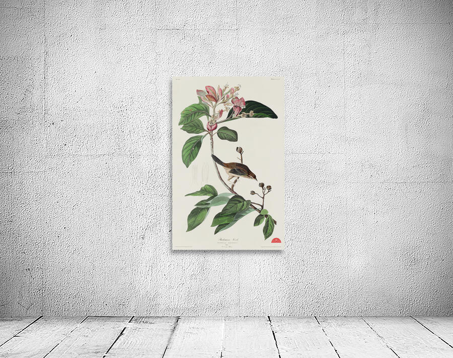 Bachmans Finch Wall Preview