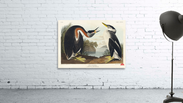 Red-necked Grebe Wall Preview