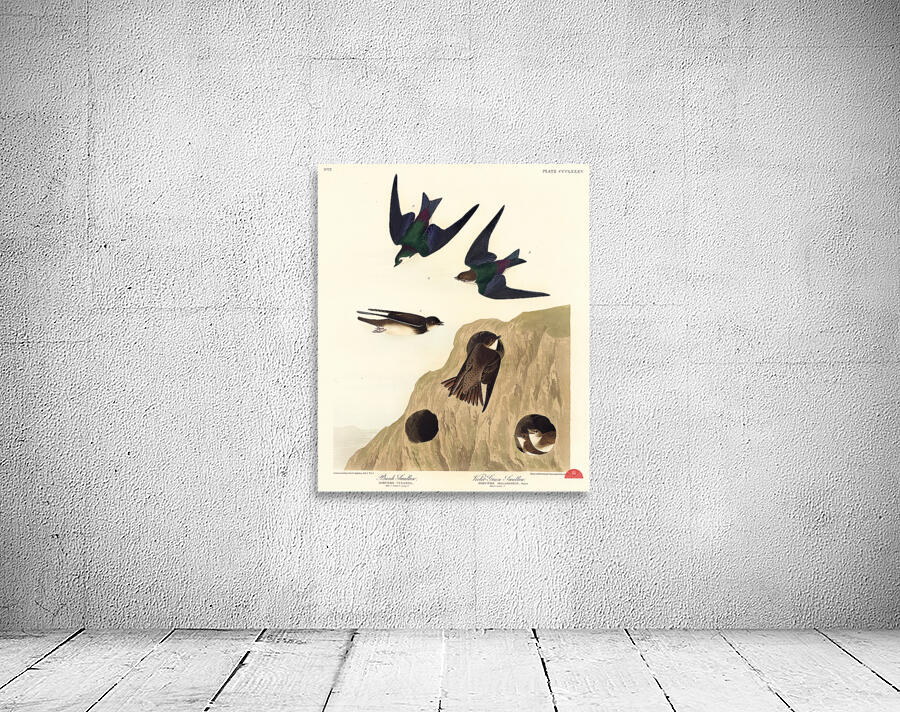 Bank Swallow and Violet-green Swallow Wall Preview