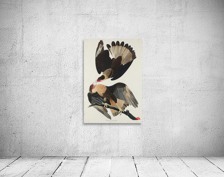 Brasilian Caracara Eagle Wall Preview