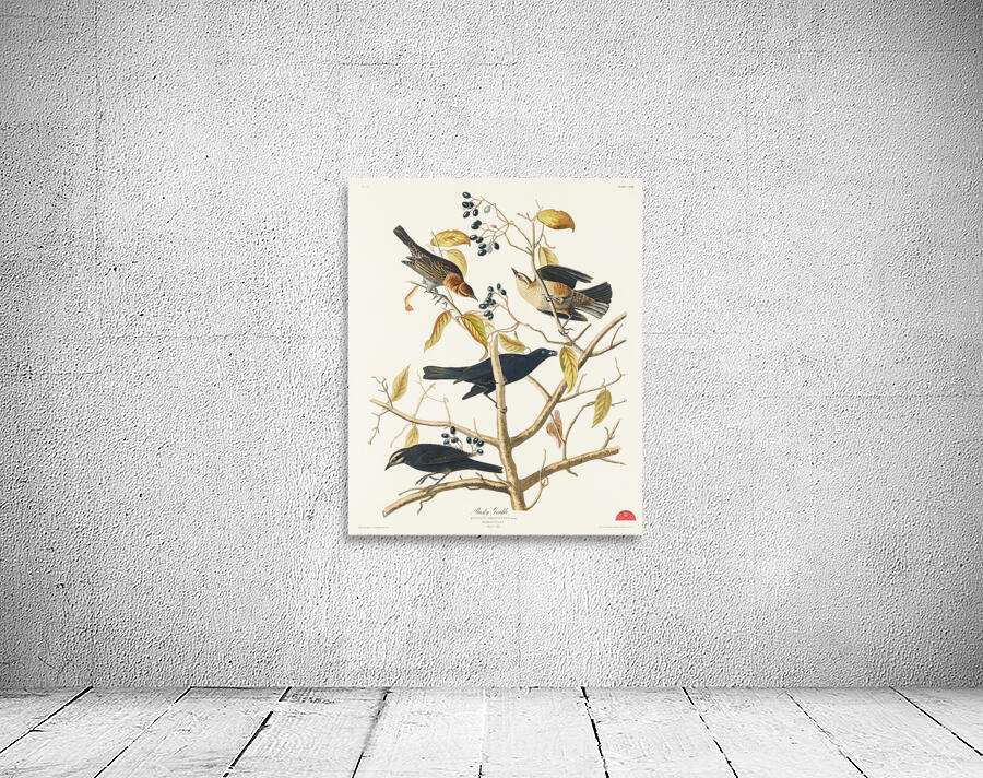 Rusty Grakle Wall Preview