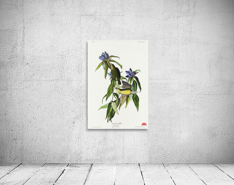 Connecticut Warbler Wall Preview