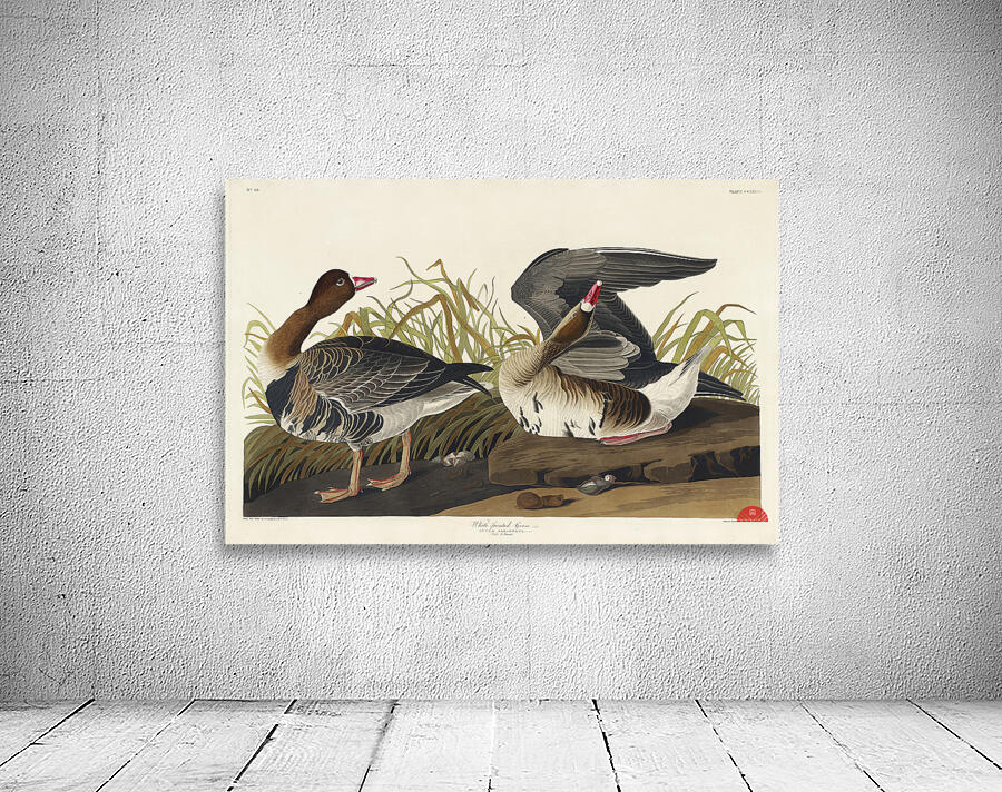 White-fronted Goose Wall Preview