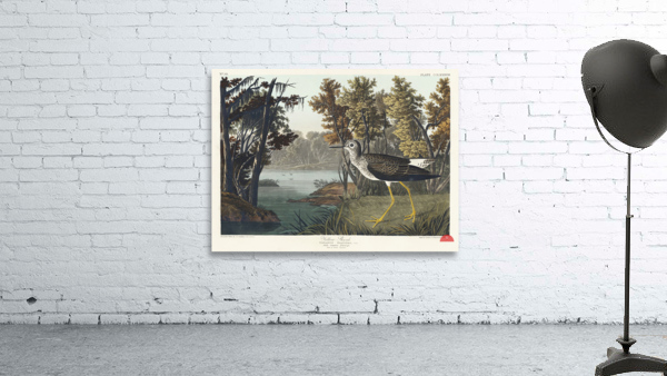 Yellow Shank Wall Preview