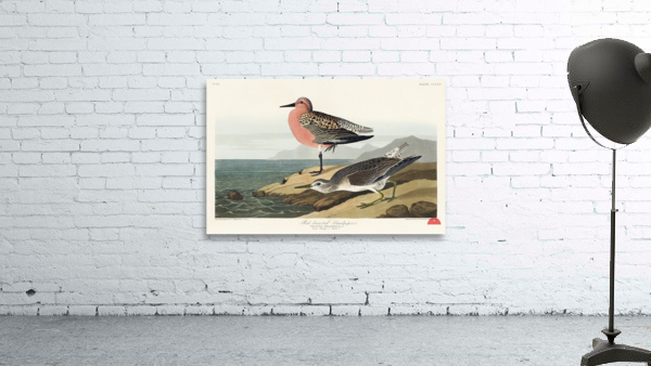 Red-breasted Sandpiper Wall Preview
