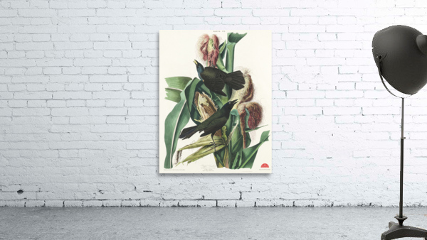 Purple Grakle or Common Crow Blackbird Wall Preview