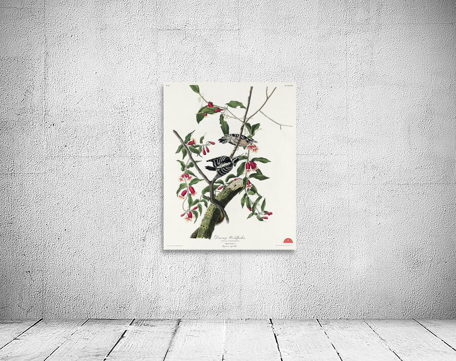 Downy Woodpecker Wall Preview