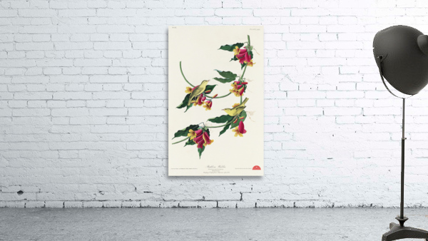 Rathbone Warbler Wall Preview