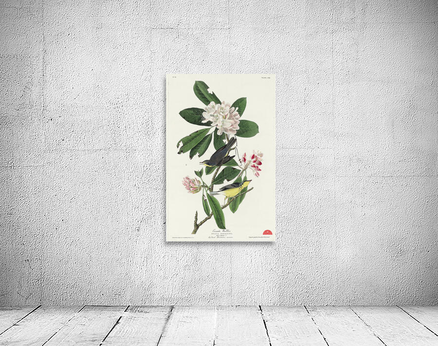 Canada Warbler Wall Preview