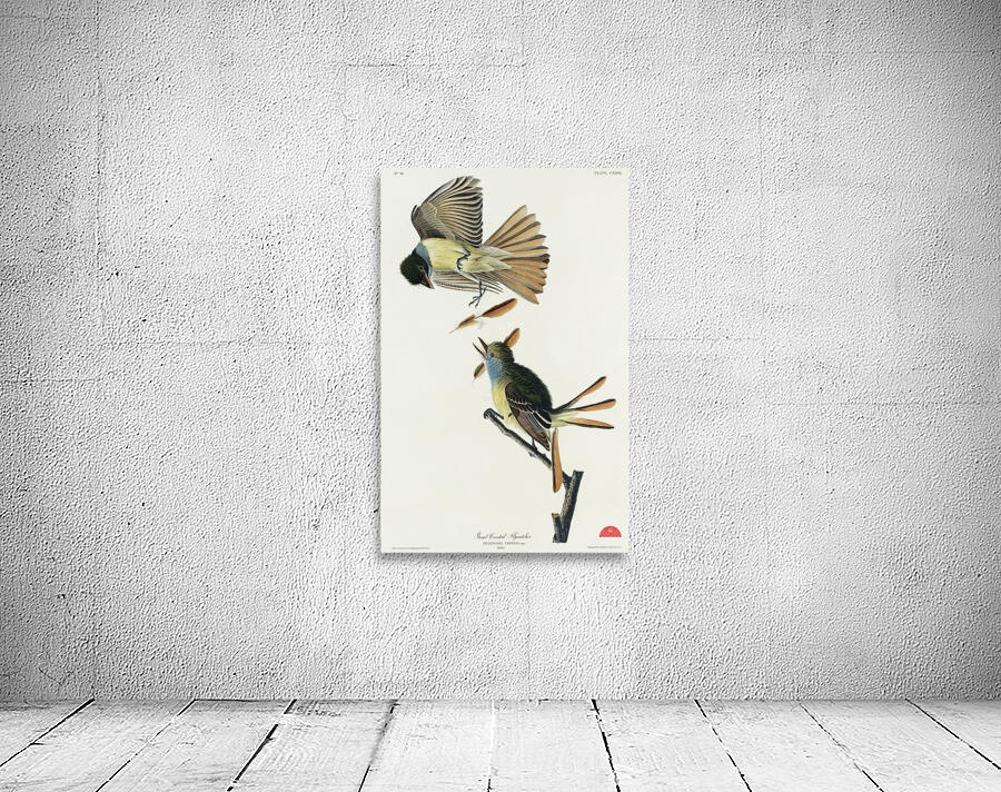 Great Crested Flycatcher Wall Preview