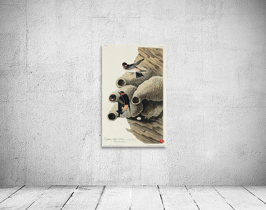 Republican or Cliff Swallow Wall Preview