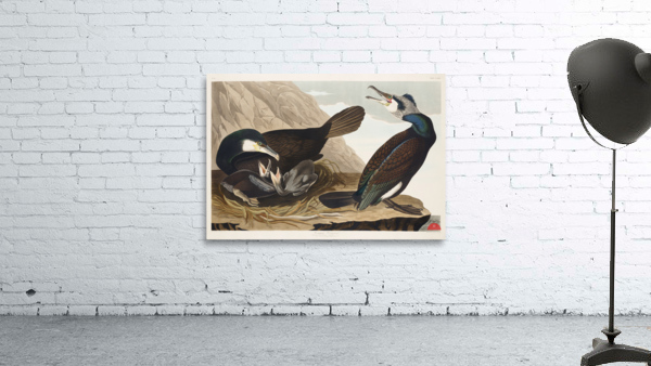 Common Cormorant Wall Preview