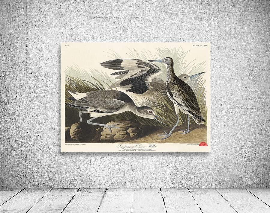 Semipalmated Snipe or Willet Wall Preview