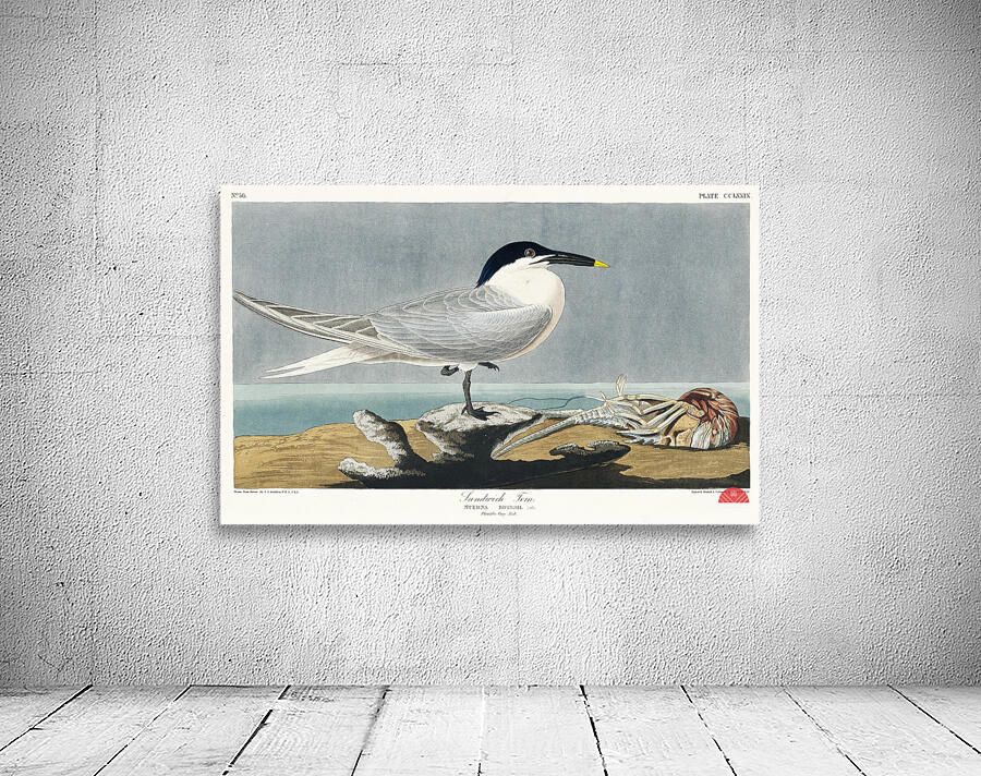Sandwich Tern Wall Preview