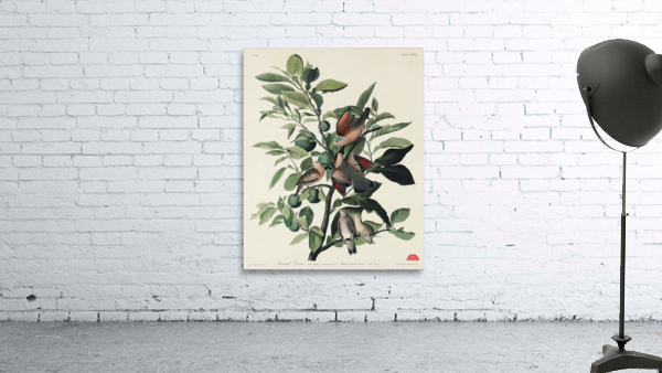 Ground Dove Wall Preview