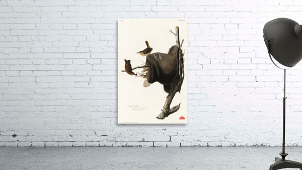 House Wren Wall Preview