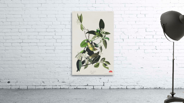 Palm Warbler Wall Preview