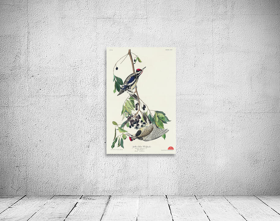 Yellow bellied Woodpecker Wall Preview