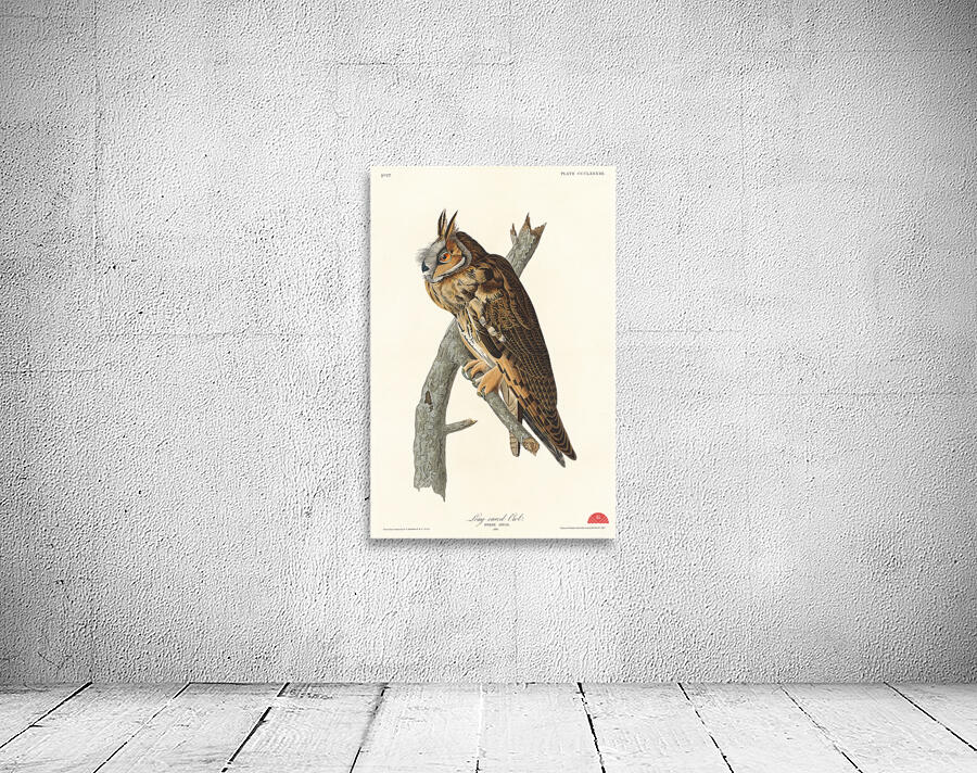 Long-eared Owl Wall Preview