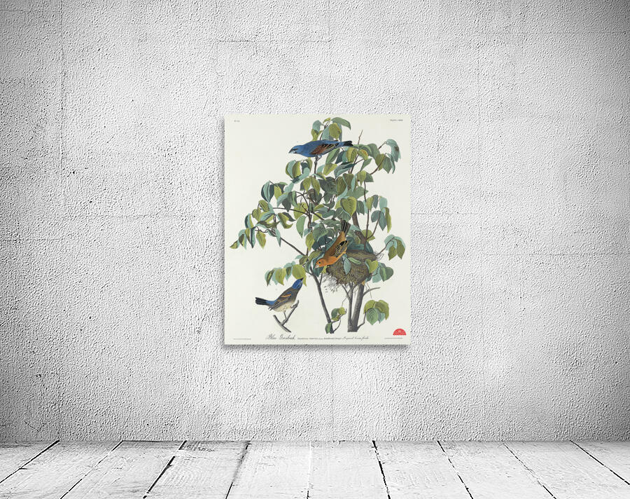 Blue Grosbeak Wall Preview