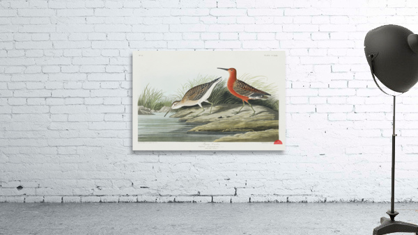 Pigmy curlew Wall Preview