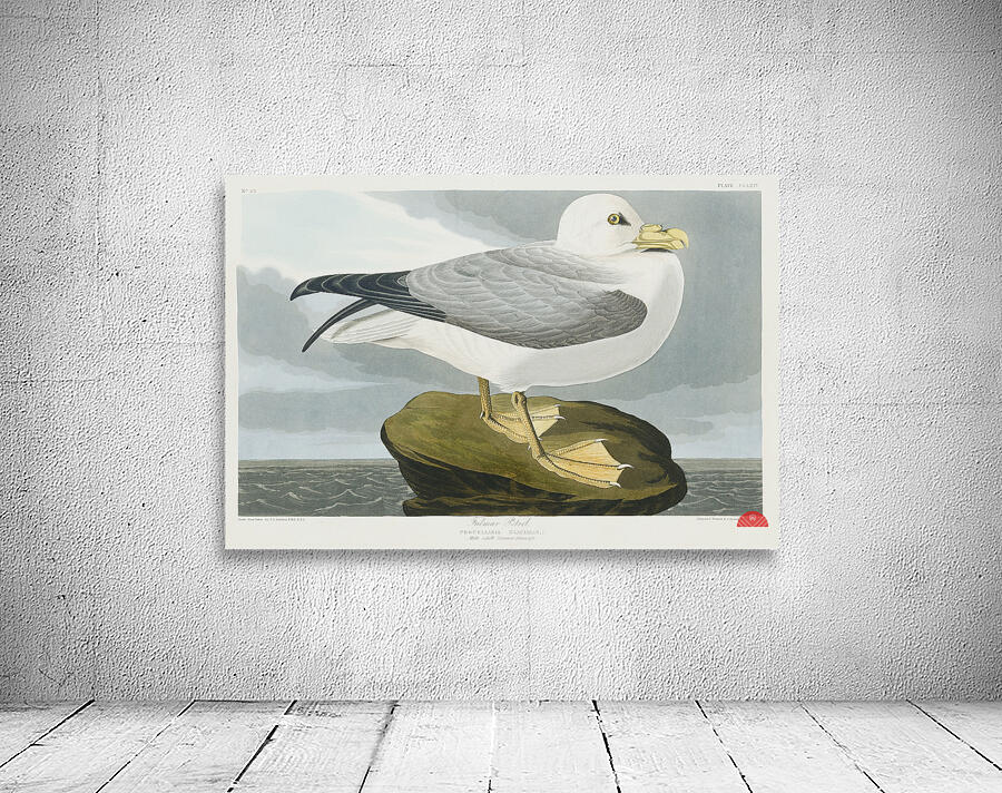 Fulmar Petrel Wall Preview