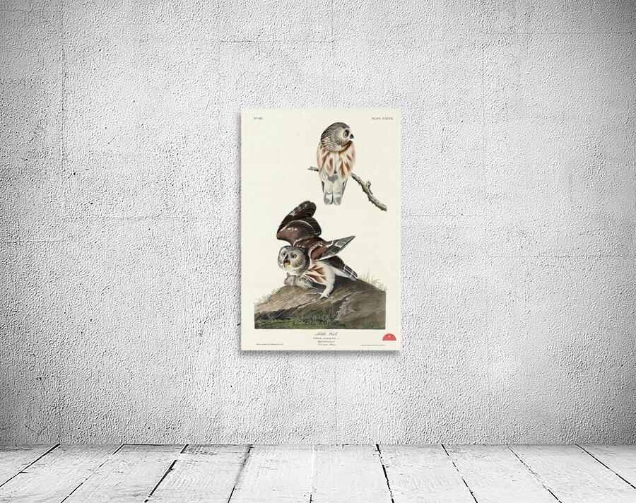 Little Owl Wall Preview