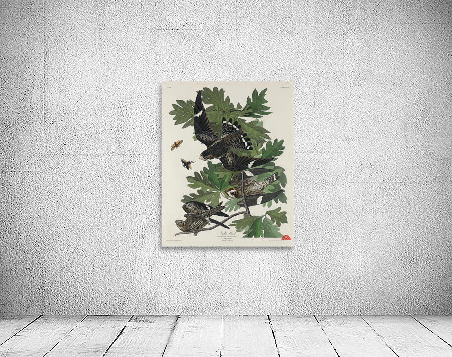 Night Hawk Wall Preview