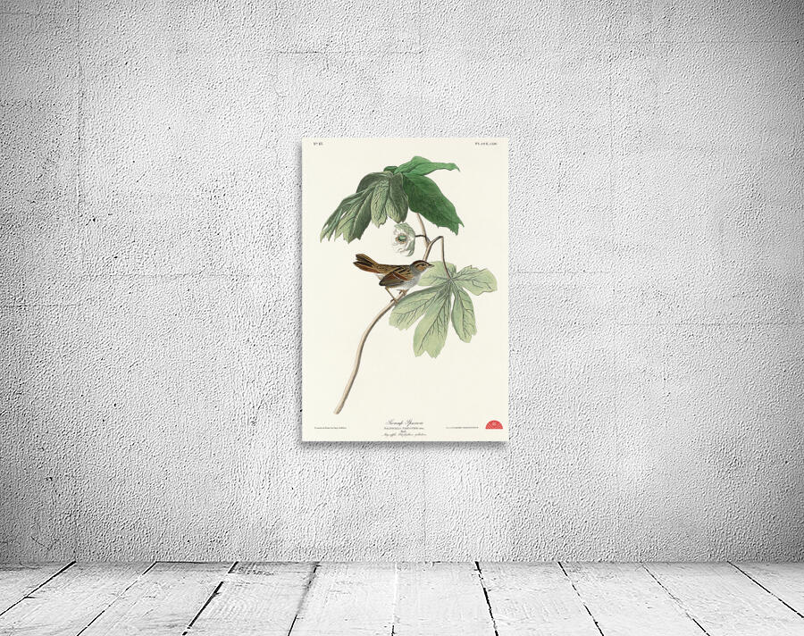 Swamp Sparrow Wall Preview