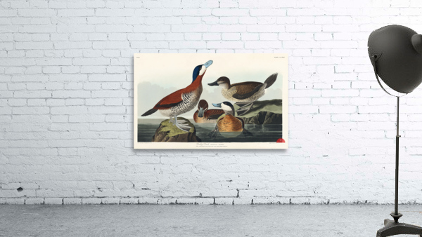 Ruddy Duck Wall Preview