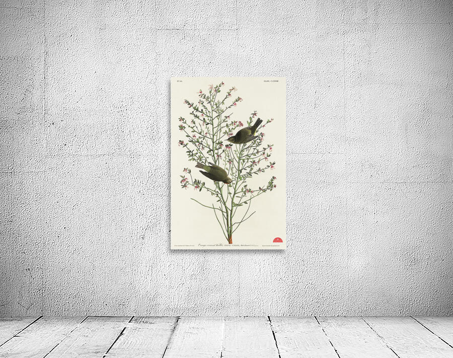 Orange-crowned Warbler Wall Preview