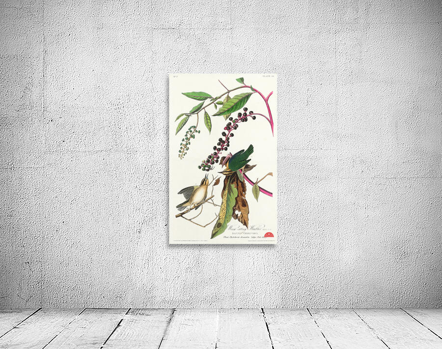 Worm eating Warbler Wall Preview