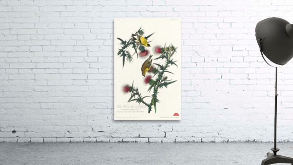 American Goldfinch Wall Preview