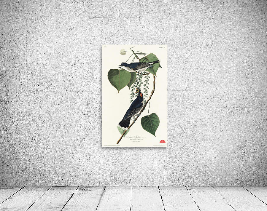 Tyrant Fly-catcher Wall Preview