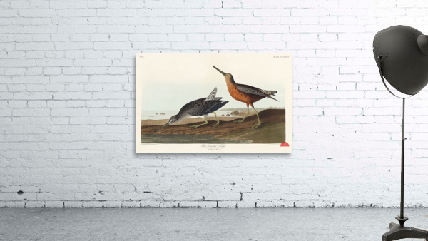 Red-breasted Snipe Wall Preview