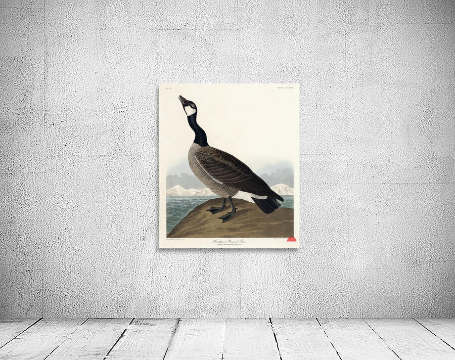 Hutchinss Barnacle Goose Wall Preview