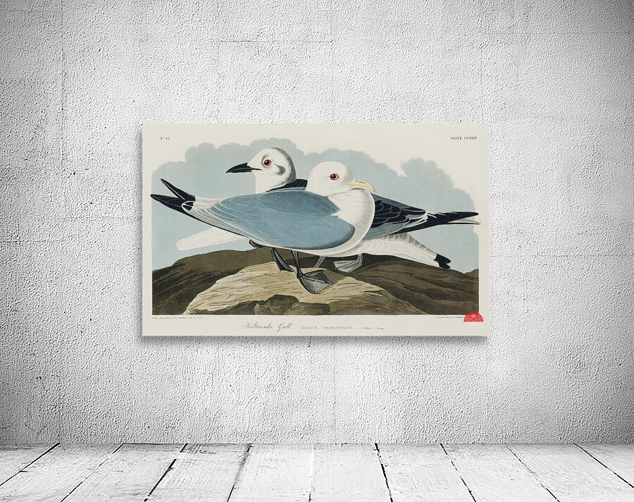 Kittiwake Gull Wall Preview